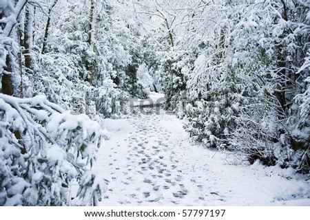 Path with footsteps through snow covered forest