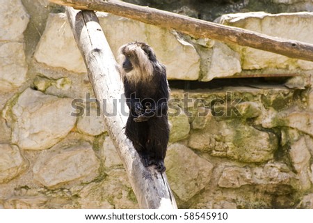 Lion tailed macaque monkey in captivity