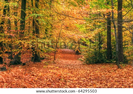 Beautiful autumn fall forest scene with vibrant colors and excellent detail