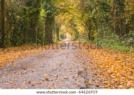 Beautiful wide angle of tree lined avanue with Autumn Fall vibrant colors