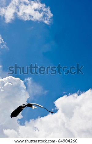 Bird in flight against beautiful summer blue sky giving freedom concept image