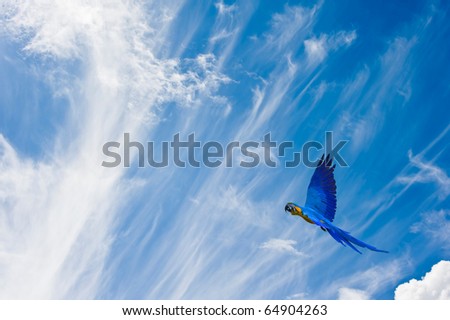 Macaw in flight against beautiful blue sky giving freedom concept