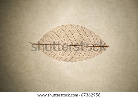 Macro close up of skeleton leaf on grunge paper background with added vignette