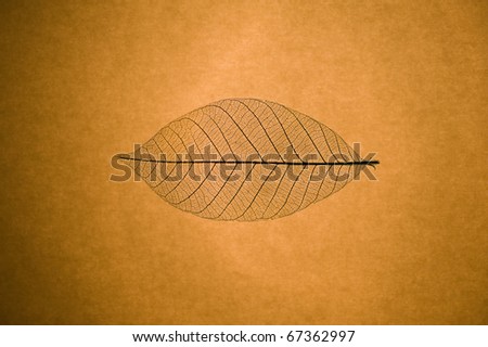 Macro close up of skeleton leaf on grunge paper background with added vignette