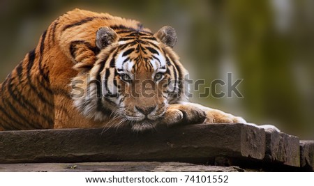 Stunning tiger relaxing on warm day with head on front paws