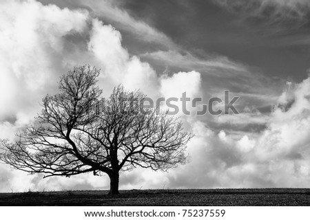Cliche tree on hill with beautiful blue sky background in black and white