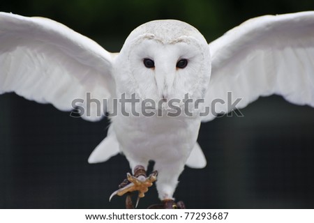 Falconry display featuring barn owl tuto alba alba