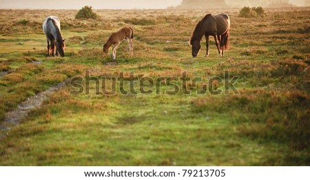 Mare and foal of New Forest pony grazing in landscape lit by warm sunrise