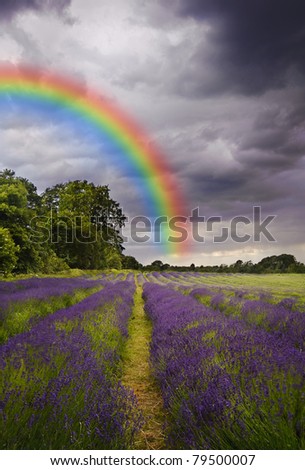Beautiful image of moody dramatic storm clouds over vibrant lavender fields in countryside landscape
