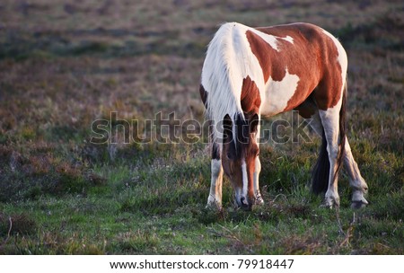 Brown and white New Forest pony horse in sunrise landscape