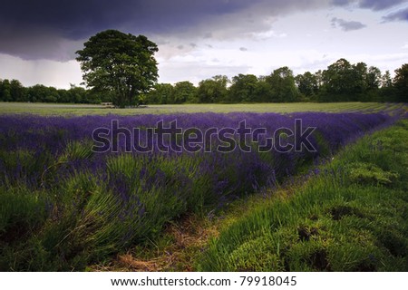 Beautiful image of moody dramatic storm clouds over vibrant lavender fields in countryside landscape