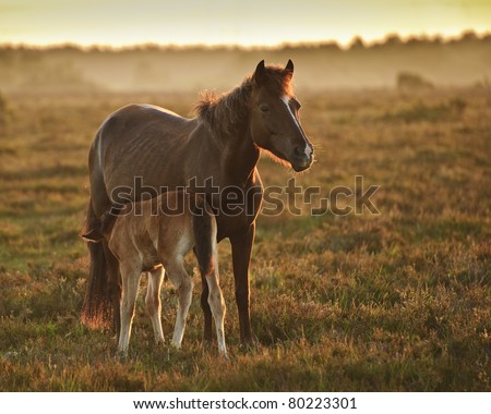 Mare and foal of New Forest pony grazing in landscape lit by warm sunrise