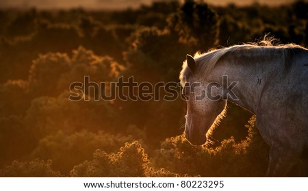 Stunning warm glow image of New Forest pony at sunrise backlit highlighting detail and giving surreal tint to image