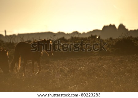 Stunning warm glow image of New Forest pony at sunrise backlit highlighting detail and giving surreal tint to image