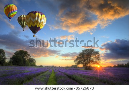 Beautiful image of stunning sunset with atmospheric clouds and sky over vibrant ripe lavender fields in English countryside landscape with hot air balloons flying high