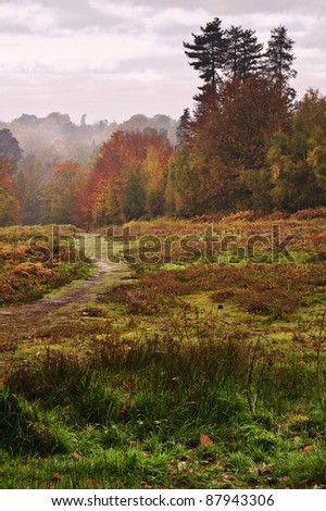 Beautiful forest landscape with vibrant Autumn Fall season colors