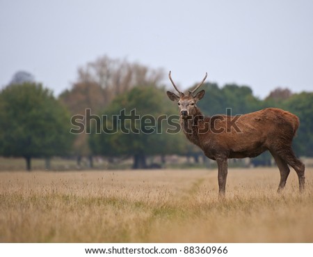 Single red deer stag standing majestically in Autumn Fall field