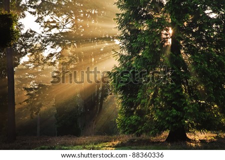 Motivational sunbeams through trees in Autumn Fall forest at sunrise