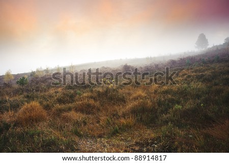 Beautiful forest landscape of foggy misty forest in Autumn Fall