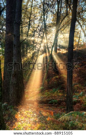 Beautiful forest landscape of foggy misty forest in Autumn Fall with bright sunbeams
