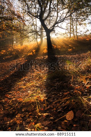 Beautiful forest landscape of foggy misty forest in Autumn Fall with bright sunbeams