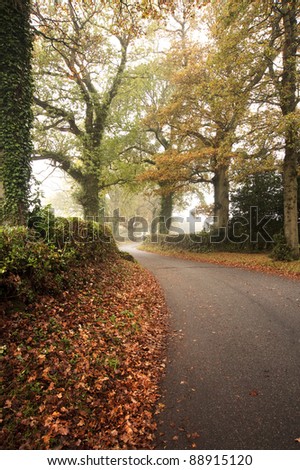 Beautiful forest landscape of foggy misty forest in Autumn Fall with road winding through trees