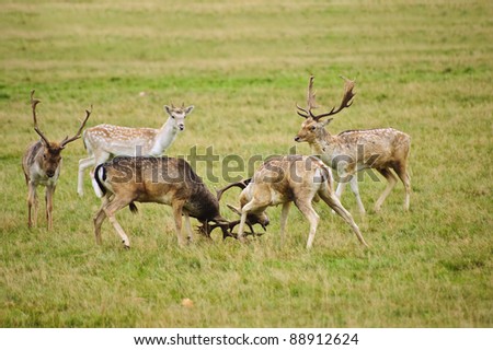 stags fighting