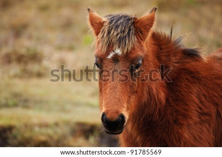 Close up of wild New Forest pony in Winter
