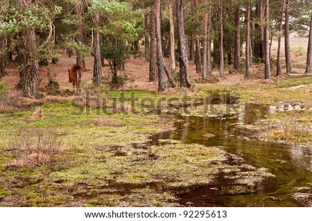 Flooded forest landscape with wild New Forest pony at edge of trees