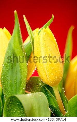 Wet tulip on red background Wet tulip on red background