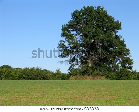 Peaceful Field with Giant Tree at Right