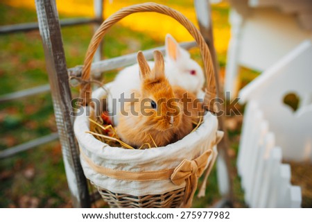 Rabbits at the wedding decor. Rabbits at the wedding. The wedding ceremony in the woods