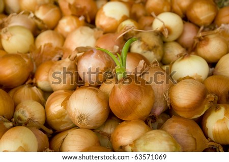 White Onion bulk