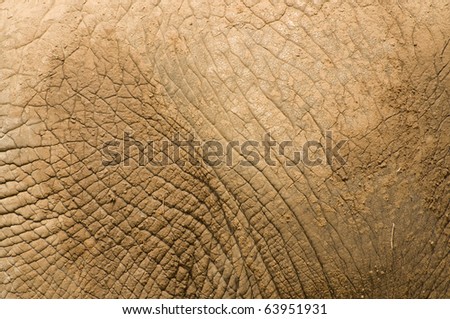 Elephant texture