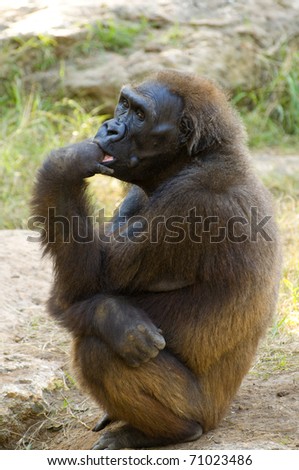 Young Gorilla sitting at nature