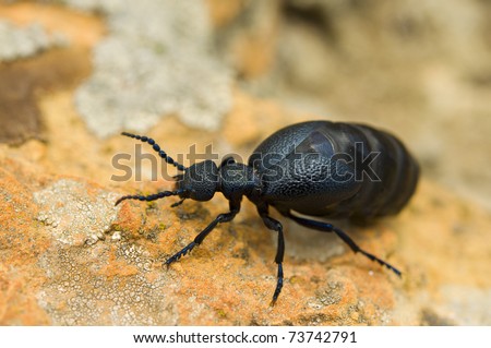 Beetle on stone
