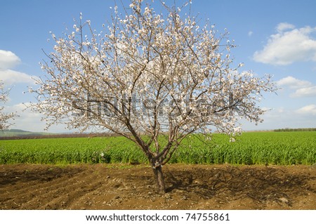 Almond tree flowering