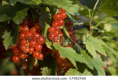 Fresh ecological red currants in garden. Outdoor shot