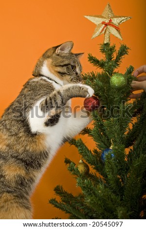 cute cat and christmas tree