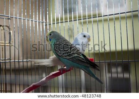 couple parrots in a cage