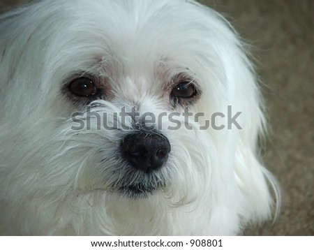 Maltese Terrier