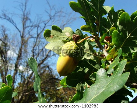 Green acorn on oak tree