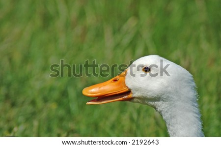 Close-up of Peking Duck