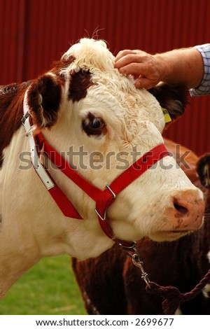 Hereford cow at A & P show