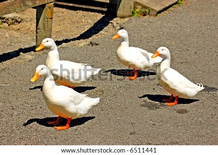 Four peking ducks