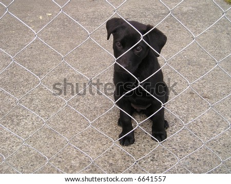 Puppy Behind Fence