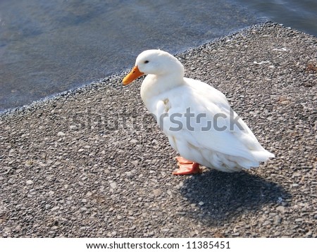 Peking duck at Queen Elizabeth Park,Masterton,New Zealand