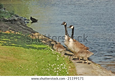 Canada geese parents and goslings on land