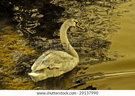 Young mute swan(cygnus olor) caught in early evening glow on lake