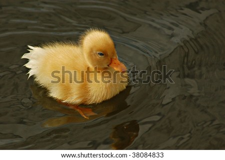 Fluffy yellow duckling,baby white peking duck